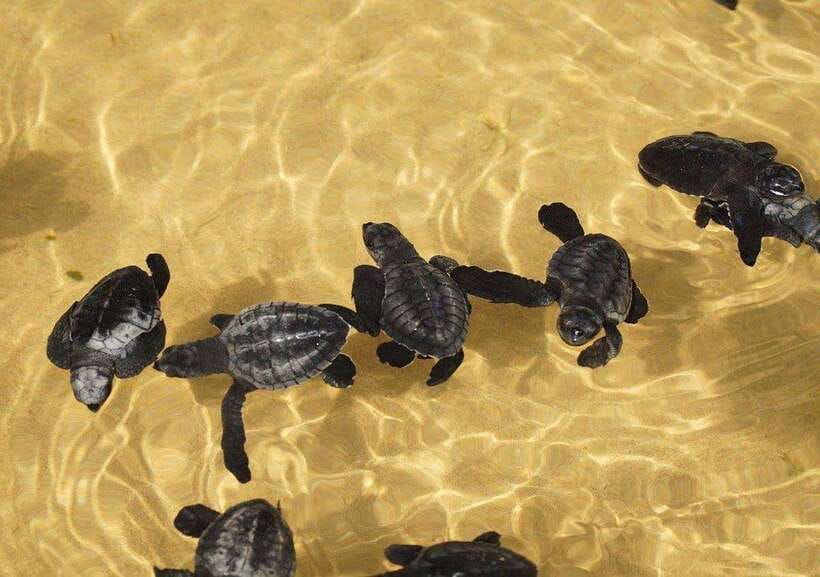 From Colombo/Negombo: Galle, Madu River, and Turtle Hatchery - The Madu River Mangrove Boat Safari: Quiet Water, Real Ecosystem