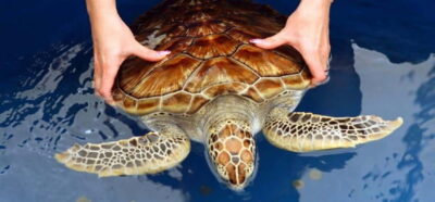 From Colombo/Negombo: Galle, Madu River, and Turtle Hatchery - Kosgoda Sea Turtle Conservation: What You’re Seeing and Why It Matters
