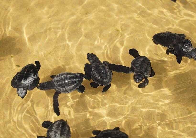 From Colombo/Negombo: Galle, Madu River, and Turtle Hatchery - Transport, timing, and what makes the day feel smooth