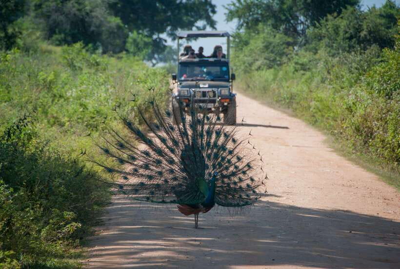 From Colombo/Negombo: Wilpattu National Park 4x4 Safari Tour - Key Things I’d Watch Closely