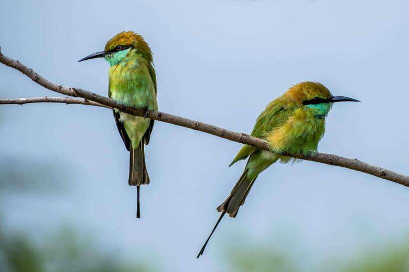 From Colombo/Negombo: Wilpattu National Park 4x4 Safari Tour - Should you book the Wilpattu 4x4 day trip?