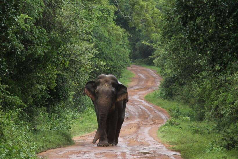 From Colombo/Negombo: Wilpattu National Park 4x4 Safari Tour - Price and value: is $130 a fair deal for this day?