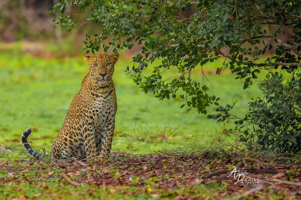 From Colombo/Negombo: Wilpattu National Park 4x4 Safari Tour - Who should do this, and who should skip it