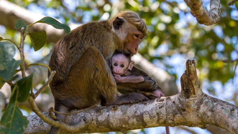 From Colombo/Negombo: Wilpattu National Park 4x4 Safari Tour - Practical tips for your packing and your expectations