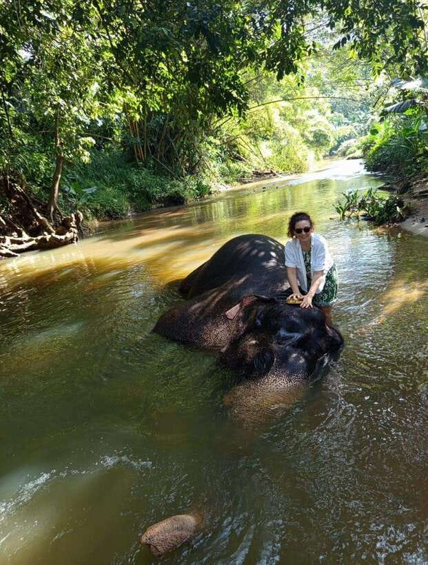 From Colombo or Negombo: Pinnawala, Kandy & Tea Factory Tour - Key highlights worth your attention