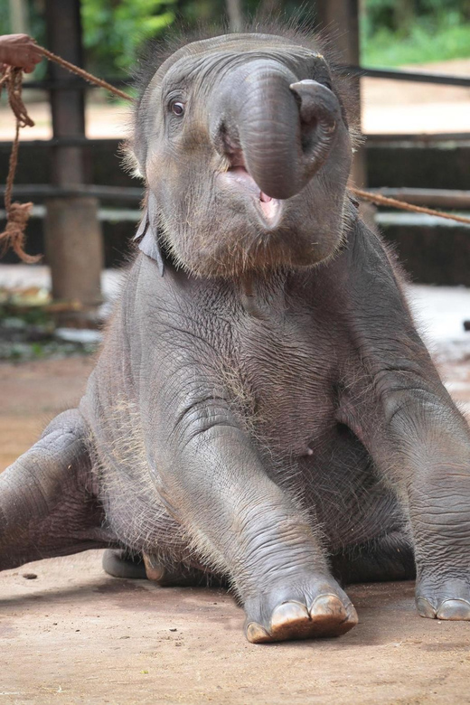 From Colombo: Pinnawala & Tea factory with Kandy Hotel Drop - Pinnawala Elephant Orphanage: The Emotional Stop You’ll Remember