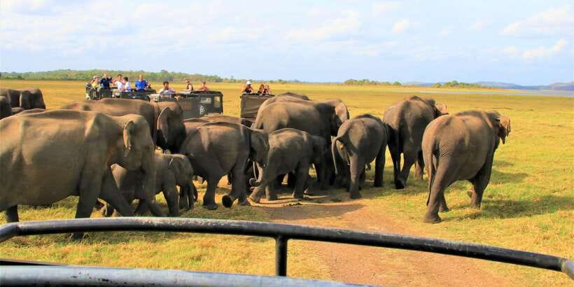 From Colombo: Private Minneriya National Park Day Safari - Who this private Minneriya safari suits best