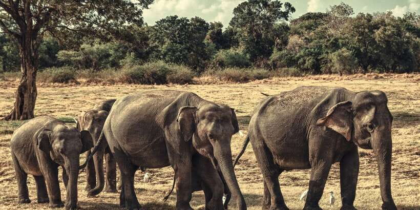From Colombo: Private Minneriya National Park Day Safari - Elephants and other wildlife: why Minneriya day trips hit hard