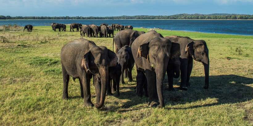 From Colombo: Private Minneriya National Park Day Safari - Spotting elephants, leopards, and crocodiles with a local guide