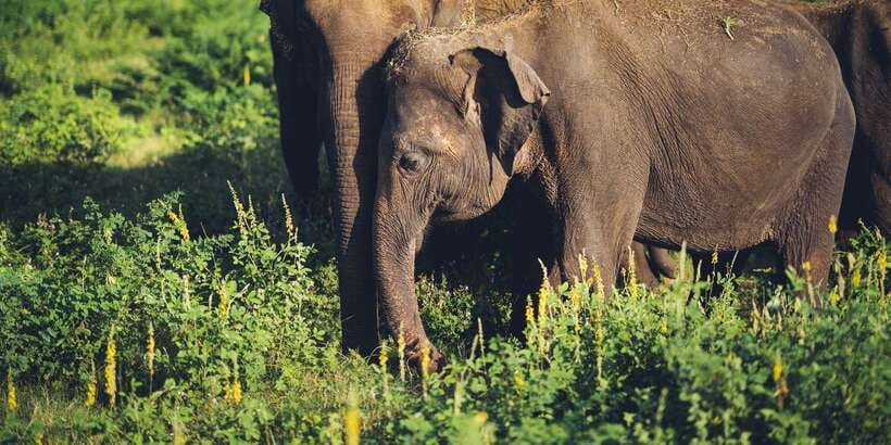 From Colombo: Private Minneriya National Park Day Safari - Lunch stop and the pacing of a true full-day safari