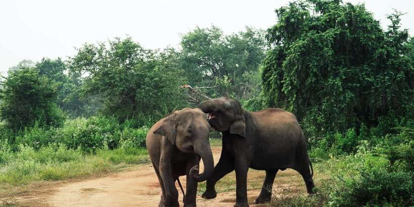 From Colombo: Private Minneriya National Park Day Safari - Price and value: what $105 covers and what you’ll still pay