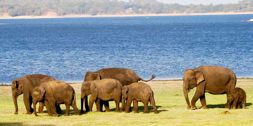 From Colombo: Private Minneriya National Park Day Safari - What to pack, rules to follow, and safari comfort tips