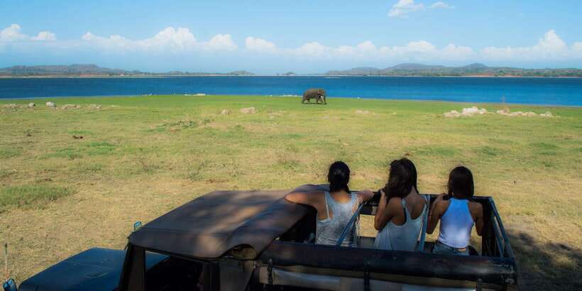 From Colombo: Private Minneriya National Park Day Safari - COVID-era planning: PCR, level-1 hotels, and quarantine rules