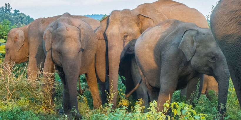 From Colombo: Private Minneriya National Park Day Safari - From Gamini Hall in Colombo: the 8:00 AM drive and long-day rhythm