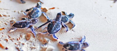 From Colombo to Galle Fort and Unawatuna Beach Day Trip - Kosgoda Turtle Hatchery: Conservation That’s Easy to Understand