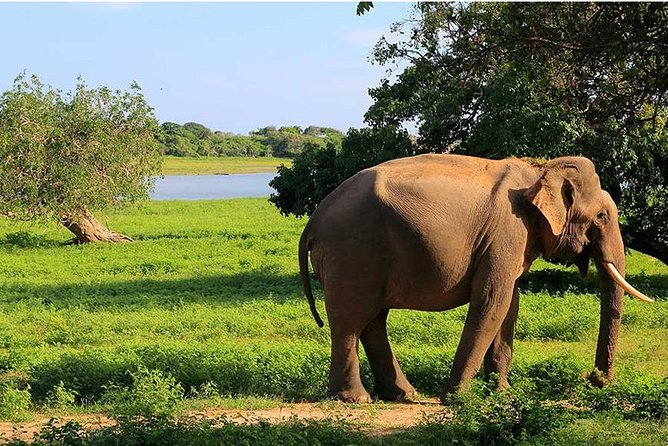 From Colombo to Sigiriya Fortress, Dambulla & Minneriya Safari - Why this long day trip makes sense for first-time Sri Lanka time-crunchers