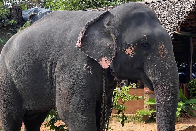 From Colombo to Sigiriya Fortress, Dambulla & Minneriya Safari - Price and logistics: what the $75 does cover (and what it doesn’t)