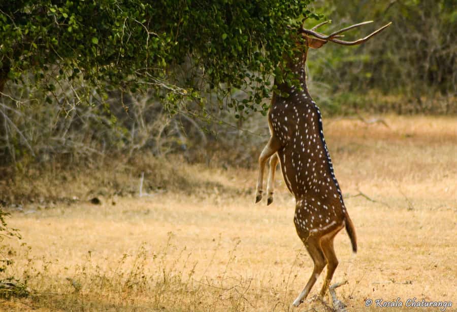 From Colombo : Yala National Park Safari With Tickets - Key Highlights You’ll Care About