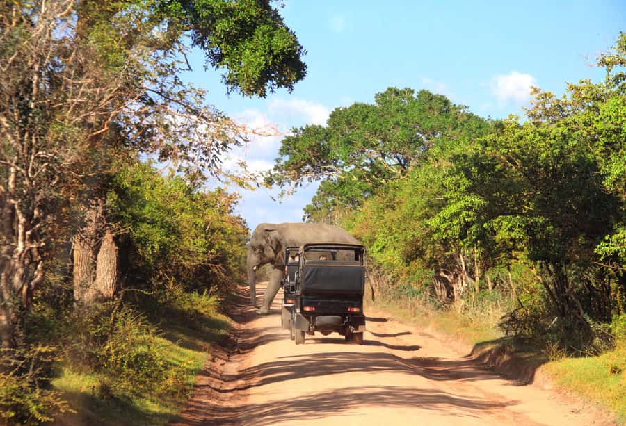 From Colombo : Yala National Park Safari With Tickets - What Can Go Wrong (And How to Reduce the Odds)