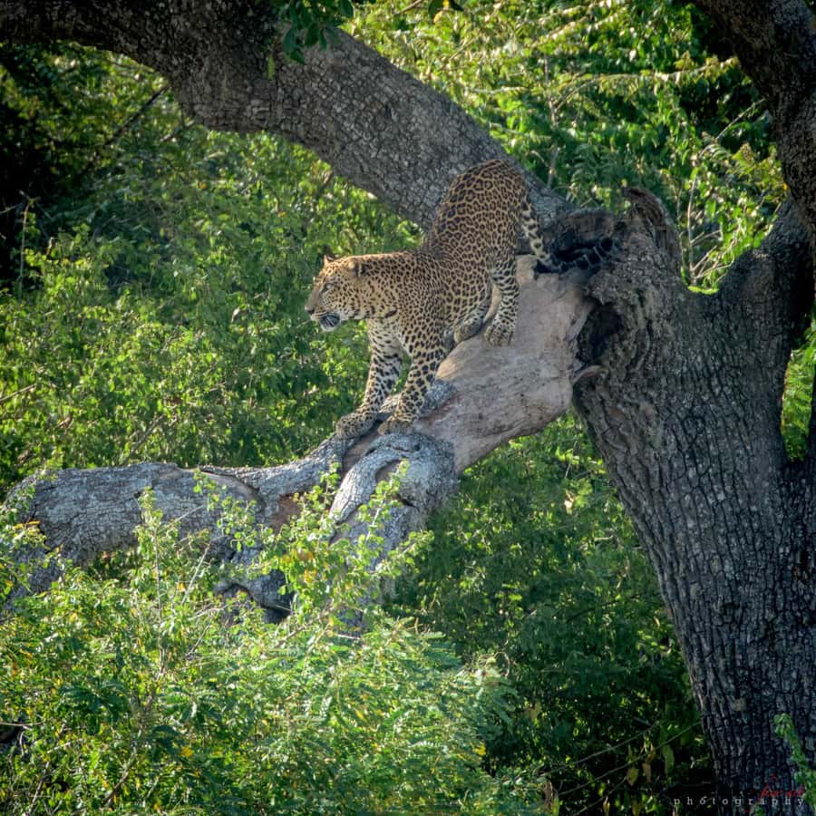 From Colombo : Yala National Park Safari With Tickets - Colombo to Yala: Why This Safari Works as a Day Trip