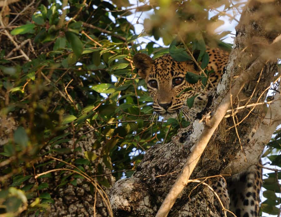 From Colombo : Yala National Park Safari With Tickets - Birds, Water Holes, and the Peacock Dance Moment
