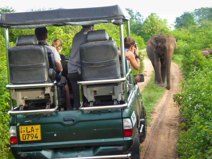 From Colombo : Yala National Park Safari With Tickets - The Elephants: The Reason Yala Feels Different