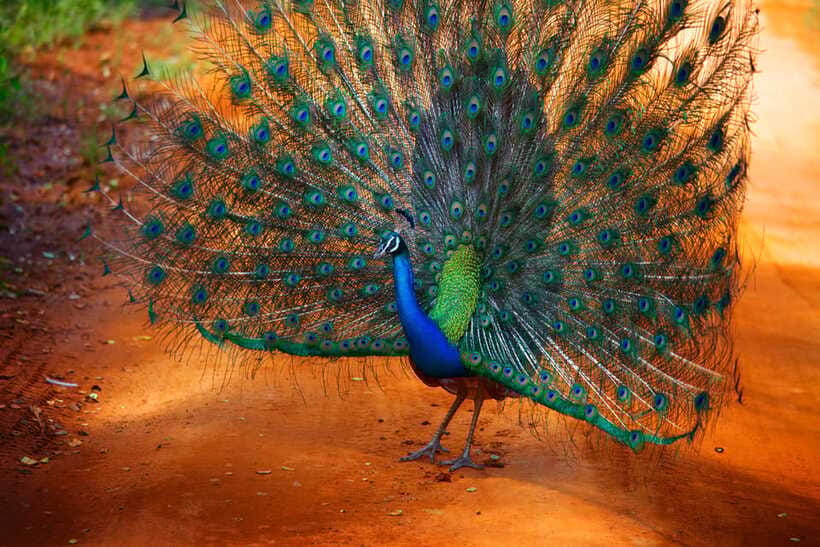 From Colombo : Yala National Park Safari With Tickets - Guides and Drivers: Why Punctual, Safe Driving Changes Everything