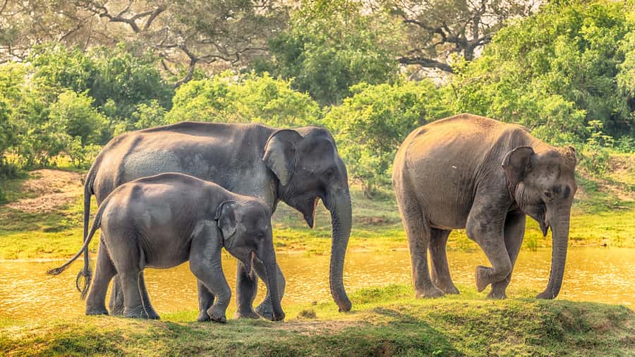 From Colombo : Yala National Park Safari With Tickets - Price and Value: Is $200 a Good Deal for Yala From Colombo?