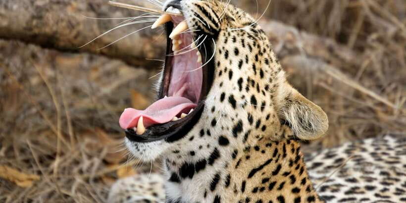 From Colombo: Yala National Park Safari with Transfer - A one-day Yala safari from Colombo: why the transfer is the real win