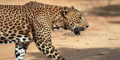 From Colombo: Yala National Park Safari with Transfer - The jeep safari setup: why the ride style affects what you see