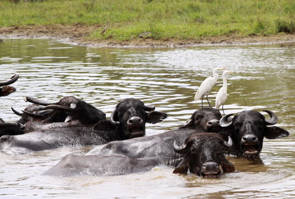 From Colombo: Yala National Park Safari with Transfer - Wildlife checklist for your camera (and your expectations)