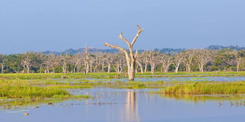 From Colombo: Yala National Park Safari with Transfer - Birds and butterflies: the part most people skip, and shouldn’t