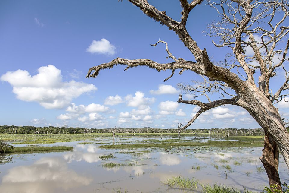 From Colombo: Yala National Park Safari with Transfer - Price and logistics: is $128 a fair deal for one day in Yala?