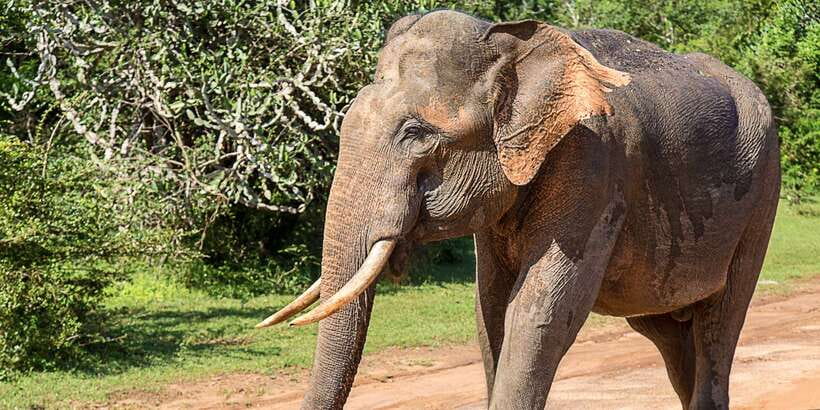 From Colombo: Yala National Park Safari with Transfer - What’s included (and why you should care)