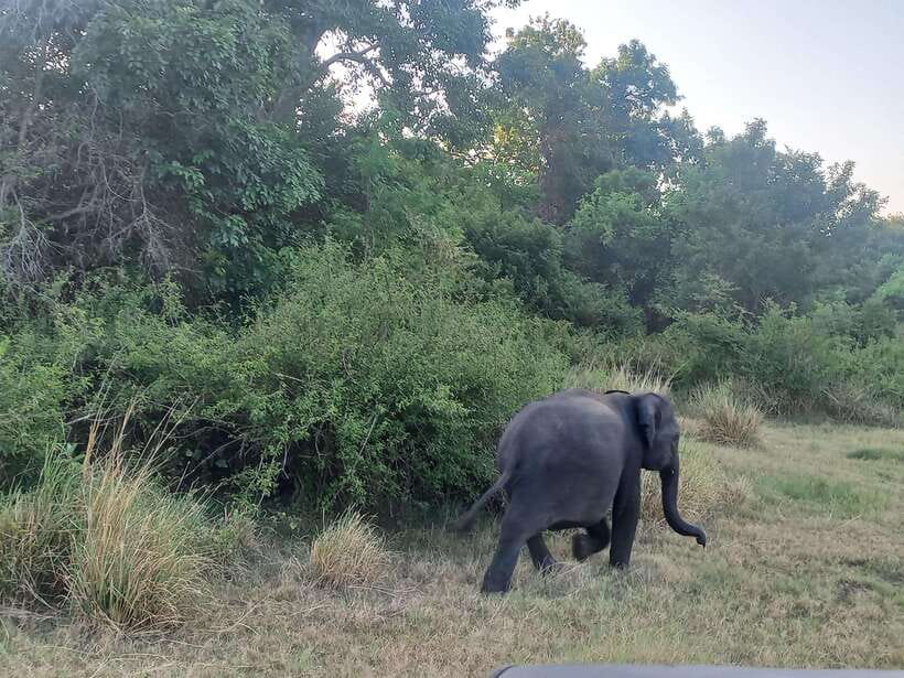 From Dambulla: Minneriya National Park wild Jeep Safari - From Dambulla: the ride timing that makes a 4-hour safari feel doable