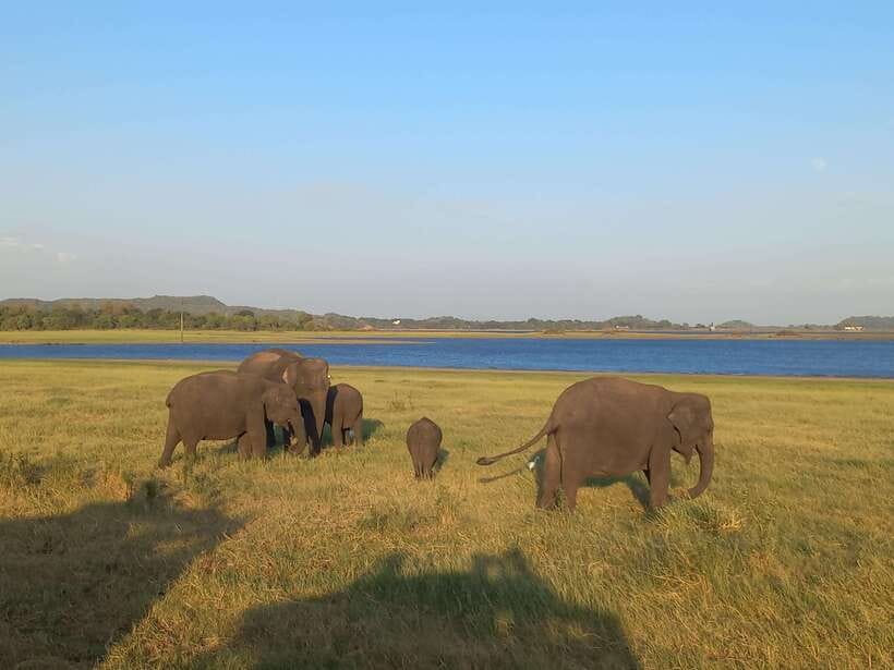 From Dambulla: Minneriya National Park wild Jeep Safari - Inside the park: how a guided jeep safari helps you find wildlife