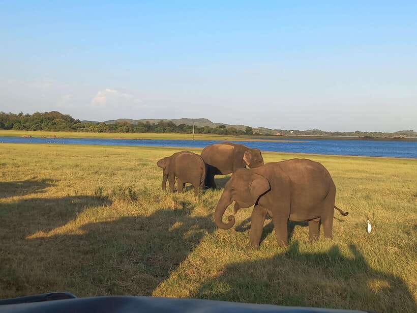 From Dambulla: Minneriya National Park wild Jeep Safari - Birdwatching at Minneriya: more than background noise