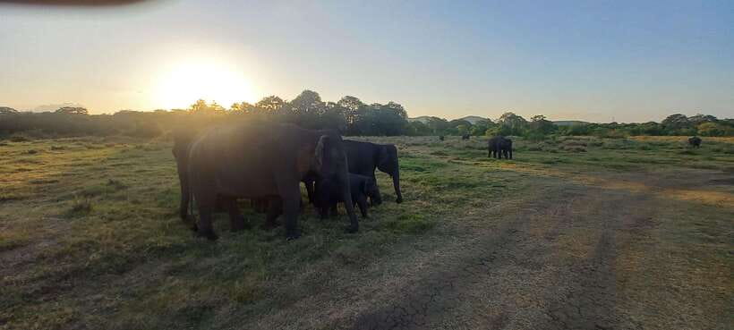 From Dambulla: Minneriya National Park wild Jeep Safari - The Minneriya Lake and Minneriya Dam stop: where the scenery earns its spot