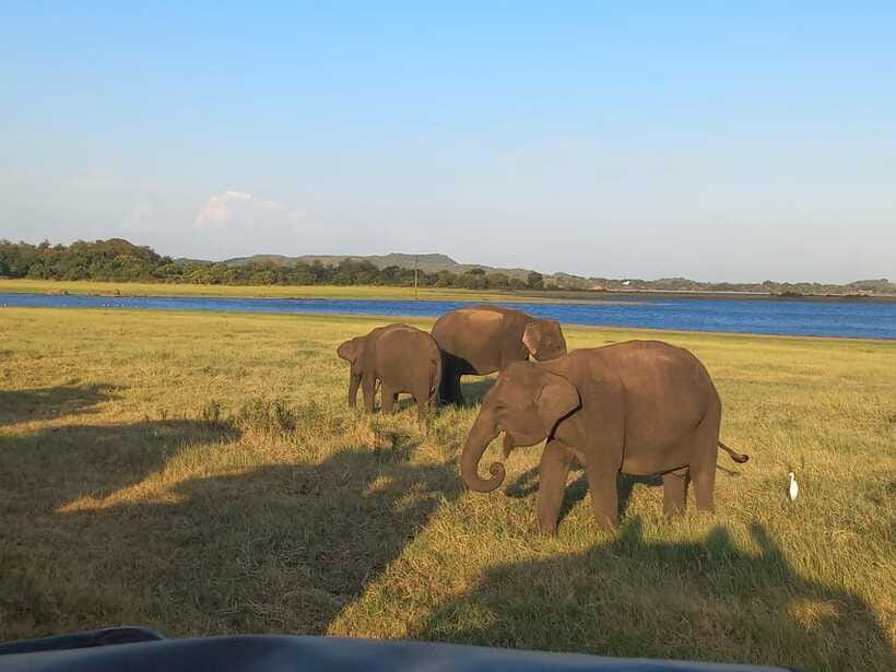From Dambulla: Minneriya National Park wild Jeep Safari - What to bring for Minneriya: quick packing list that pays off