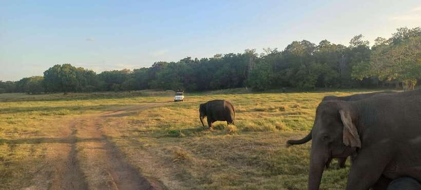 From Dambulla: Minneriya National Park wild Jeep Safari - Price and value: is $50 a fair deal for a 4-hour safari?