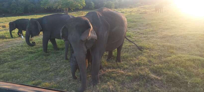 From Dambulla: Minneriya National Park wild Jeep Safari - Who should book this safari, and who should think twice