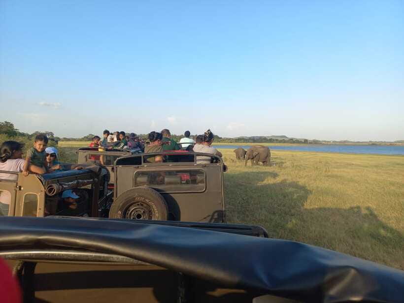 From Dambulla: Minneriya National Park wild Jeep Safari - Should you book Minneriya Safari Tours?