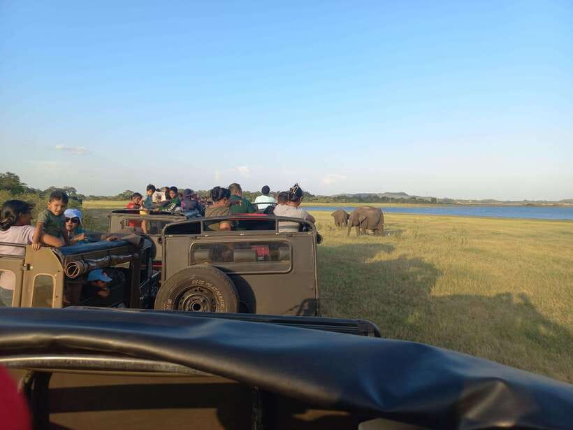 From Dambulla: Minneriya National Park wild Jeep Safari - Elephant country and the wider wildlife checklist you’ll actually care about