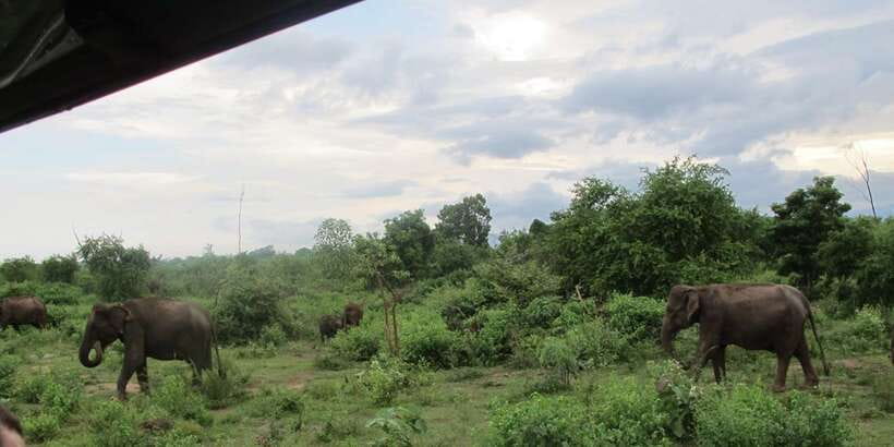 From Ella: All Inclusive Udawalawe National Park Safari - Key highlights to look for