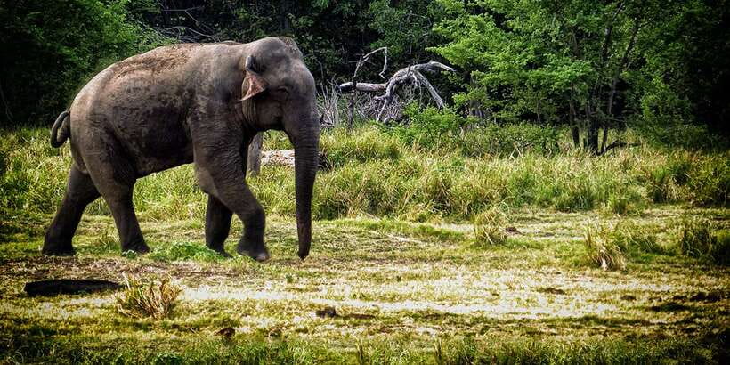 From Ella: All Inclusive Udawalawe National Park Safari - Udawalawe National Park Safari From Ella: The drive you’ll feel in your bones