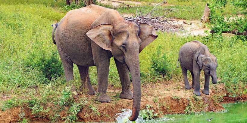 From Ella: All Inclusive Udawalawe National Park Safari - What wildlife you should expect in Udawalawe