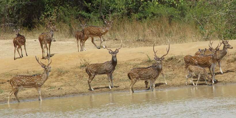 From Ella: All Inclusive Udawalawe National Park Safari - Price and value: what $140 per person buys you