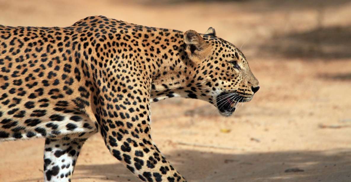 From Ella: Drop to Tangalle/Hiriketiya/Mirissa & Yala Safari - Wildlife You Can Expect, and How Leopard Viewing Really Feels