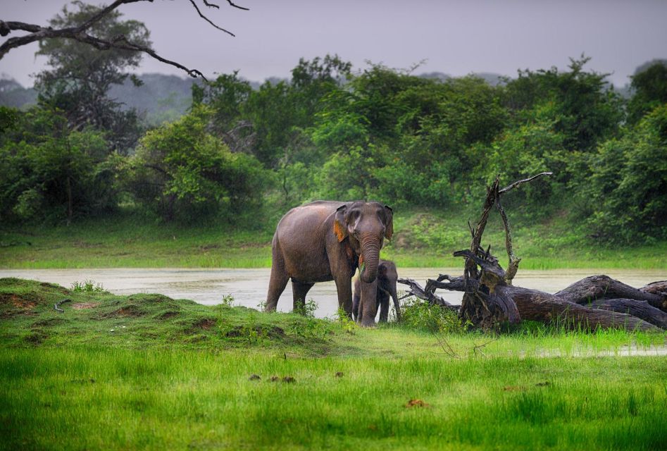 From Ella: Drop to Tangalle/Hiriketiya/Mirissa & Yala Safari - Timing: Morning Versus Afternoon Safaris on Your Transfer Day