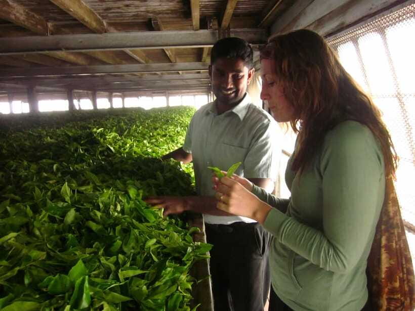 From Ella: Lipton Seat & Dambatenne Tea Factory Day Tour - Who this Ella tea tour is best for